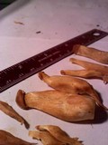 Gymnopilus ventricosus image
