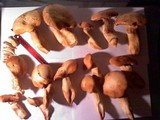 Gymnopilus ventricosus image