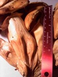 Gymnopilus ventricosus image