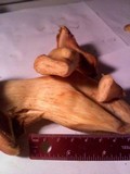 Gymnopilus ventricosus image