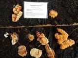 Pycnoporellus alboluteus image
