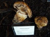 Cortinarius ponderosus image