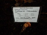 Cortinarius rubicundulus image