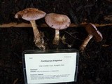 Cortinarius traganus image