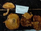 Gymnopilus ventricosus image