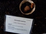 Gymnopilus sapineus image