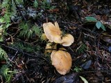 Cantharellus roseocanus image