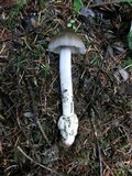 Amanita constricta image