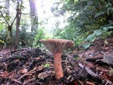 Lactarius rubrilacteus image
