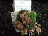 Pholiota terrestris image