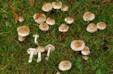 Hebeloma crustuliniforme image