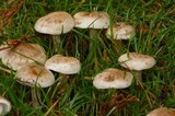 Hebeloma crustuliniforme image