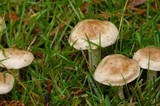 Hebeloma crustuliniforme image