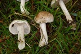Hebeloma crustuliniforme image