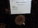 Pluteus atromarginatus image