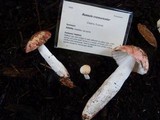Russula cremoricolor image