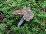 Cortinarius collinitus image