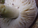 Tricholoma portentosum image
