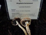 Stropharia hornemannii image