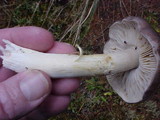 Tricholoma portentosum image