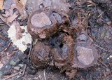 Scleroderma polyrhizum image
