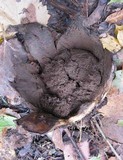 Scleroderma polyrhizum image