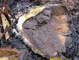 Scleroderma polyrhizum image