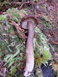Lactarius fallax image