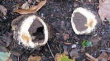Scleroderma polyrhizum image