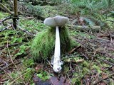 Amanita constricta image