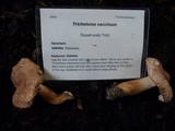 Tricholoma vaccinum image