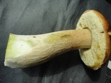 Boletus subcaerulescens image