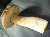 Boletus subcaerulescens image