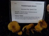 Tricholomopsis decora image