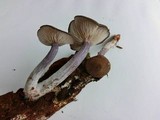 Entoloma tjallingiorum image