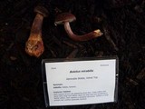 Boletellus mirabilis image