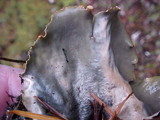 Peltigera hymenina image