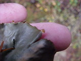 Peltigera hymenina image