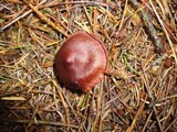 Cortinarius sanguineus image