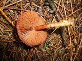 Cortinarius sanguineus image