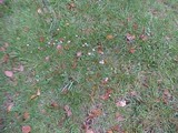 Mycena clavicularis image