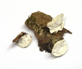 Tyromyces chioneus image