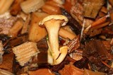 Hygrophoropsis aurantiaca image