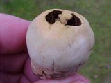 Lycoperdon pratense image