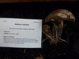 Boletus rubripes image