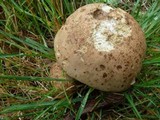 Boletus rubripes image