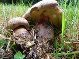 Boletus rubripes image