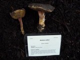 Boletus zelleri image