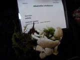 Albatrellus avellaneus image