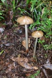 Xerula megalospora image
